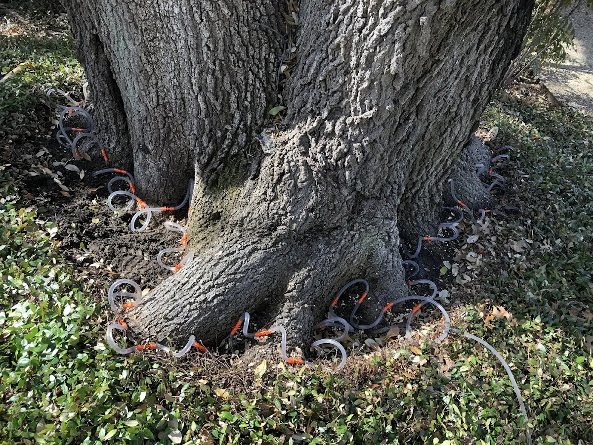 Detailed Tree Cabling and Bracing job site in Hazelton