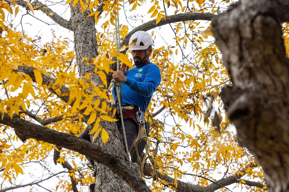 Skilled Dead Tree Removal crew working in Hazelton